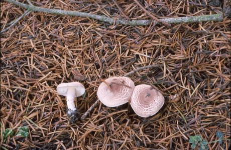 Rosaroter Stink-Schirmling (Lepiota subincarnata) - © Helmut Pidlich-Aigner
